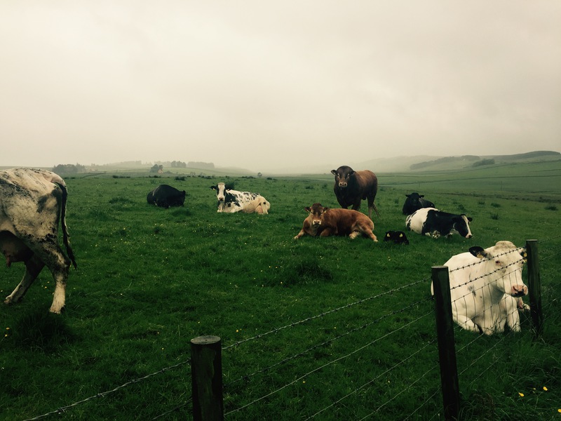 Vaches Lake District
