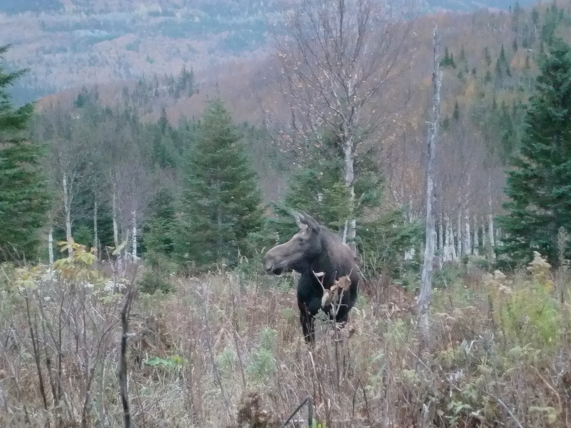 Rencontre avec des orignaux dans le parc national de la Gapsésie