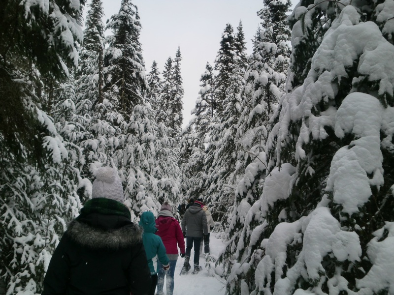 Promenade en raquettes dans la forêt Montmorency
